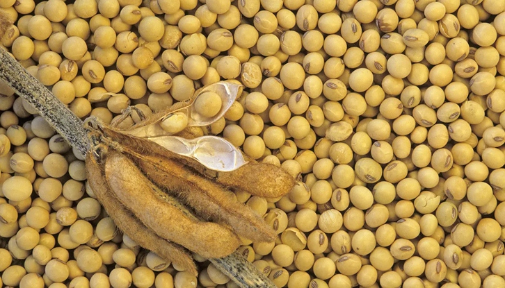 大豆進口清關費用大概