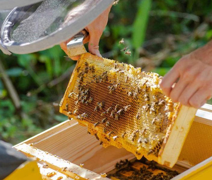 廣州進口蜂膠報關(guān)