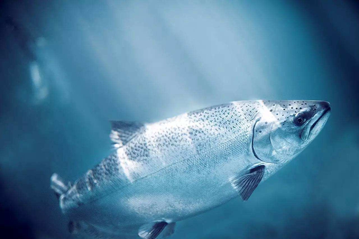 三文魚進(jìn)口報關(guān)所需資料