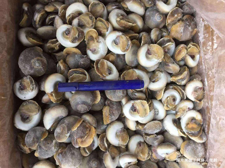 深圳冷凍海螺肉進口報關資料
