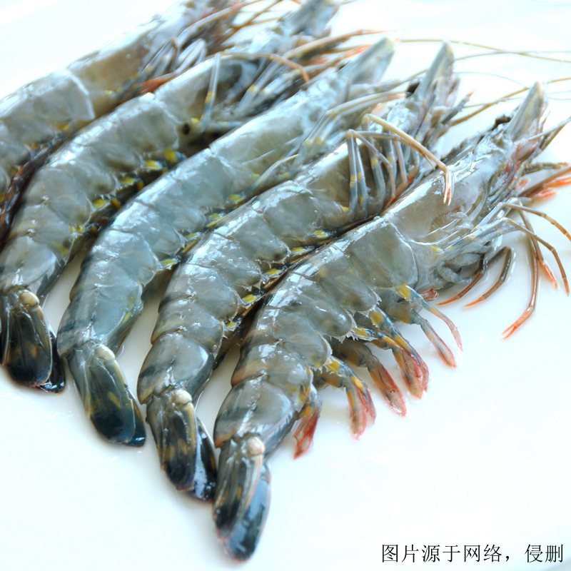 湛江進(jìn)口南美白對蝦清關(guān)流程