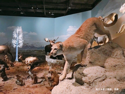 南非獅子動物標本進口報關(guān)資料_如何辦理瀕危許可證