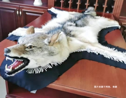 進口狼野生動物標本報關(guān)資料-瀕危動物制品通關(guān)要點