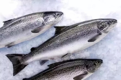 智利三文魚進口報關流程-19年冷凍水產(chǎn)品報關行