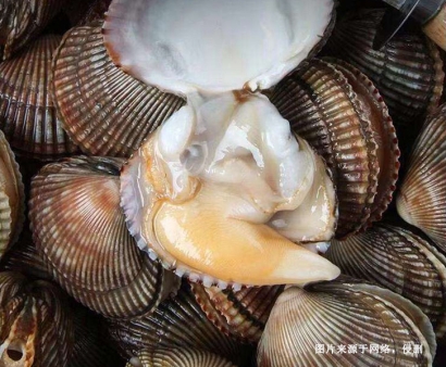 菲律賓扇貝進口報關資料8樣-19年水產(chǎn)品AEO報關行