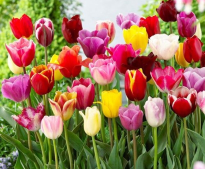 北京機(jī)場鮮花空運清關(guān)：荷蘭郁金香進(jìn)口報關(guān)流程