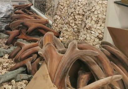 動(dòng)物源性中藥材新西蘭鹿角進(jìn)口報(bào)關(guān)流程手續(xù)及關(guān)稅