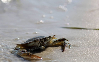 天津青蟹進(jìn)口清關(guān)代理