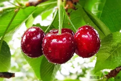 上海機場櫻桃怎么進口報關清關?澳洲櫻桃報關流程