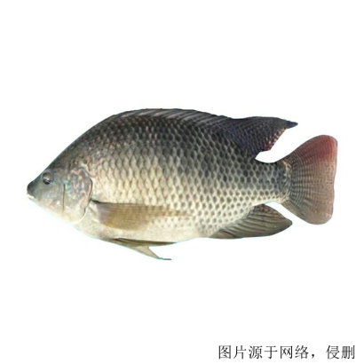 馬來西亞羅非魚進口清關流程怎么樣，流程詳解