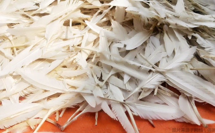 洗凈的白鴨毛進(jìn)口報(bào)關(guān) 洗凈的白鴨毛進(jìn)口報(bào)關(guān)