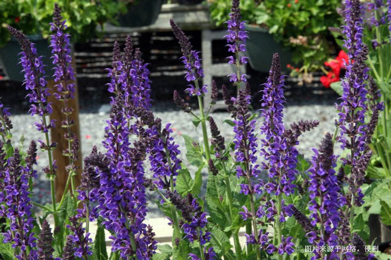 馬來西亞鼠尾草進(jìn)口報(bào)關(guān)資料_廣州香料清關(guān)流程