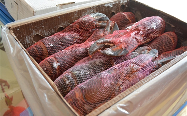 一站式波士頓龍蝦進口清關代理公司 波士頓龍蝦進口清關